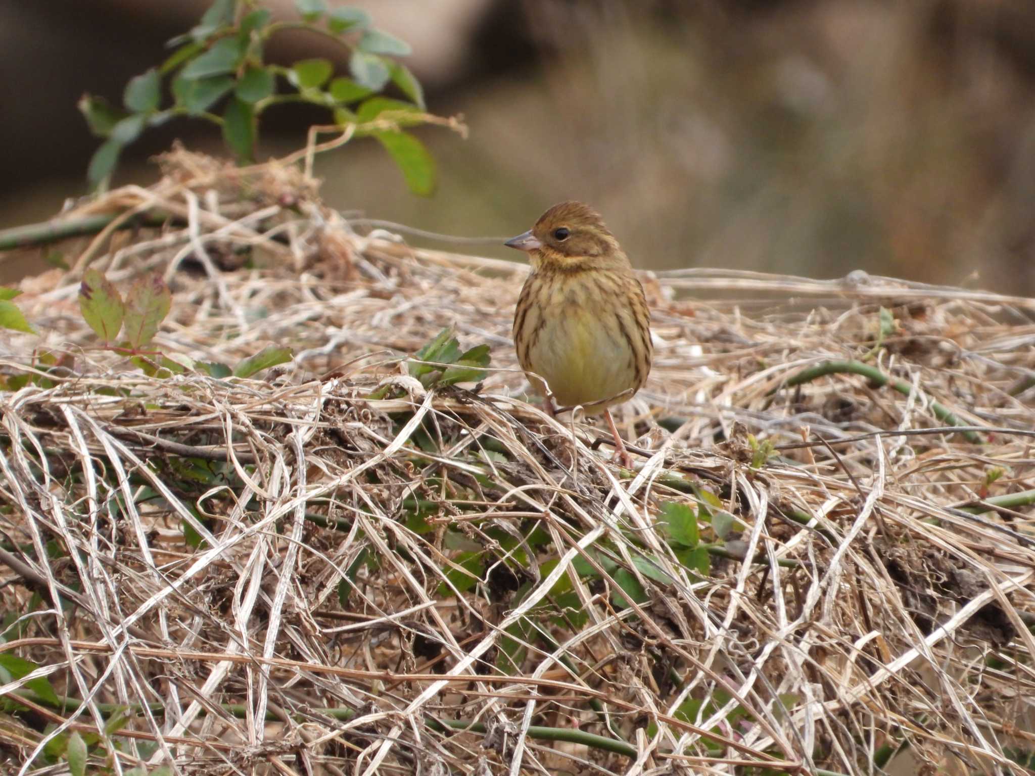 Masked Bunting