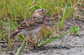 Eurasian Skylark 富士川河口 Tue, 4/2/2024