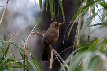 ガビチョウ 秋ヶ瀬公園 2024年4月4日(木)