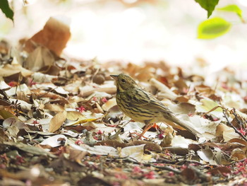 Masked Bunting Unknown Spots Wed, 4/19/2017