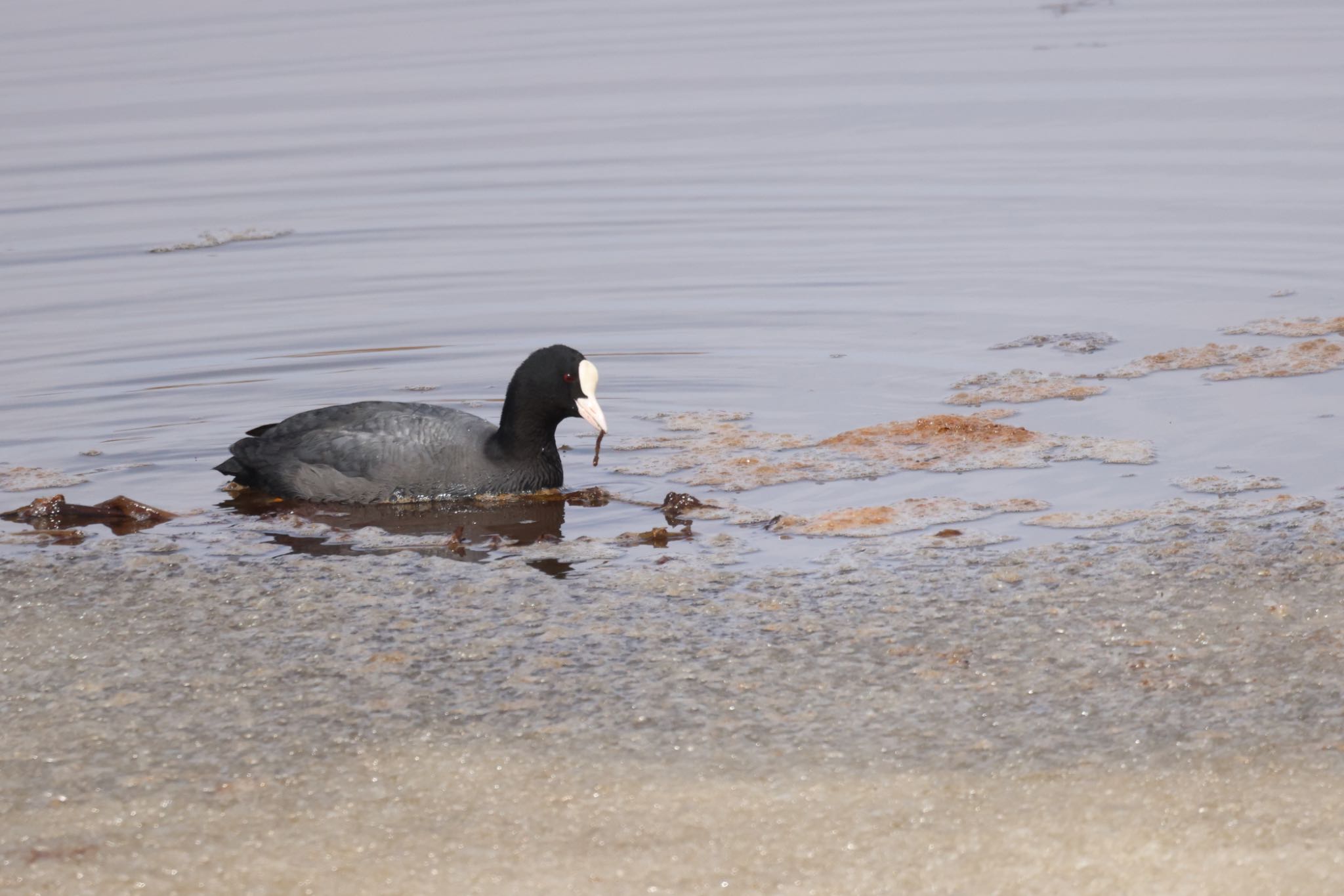 Photo of Eurasian Coot at 札幌モエレ沼公園 by will 73