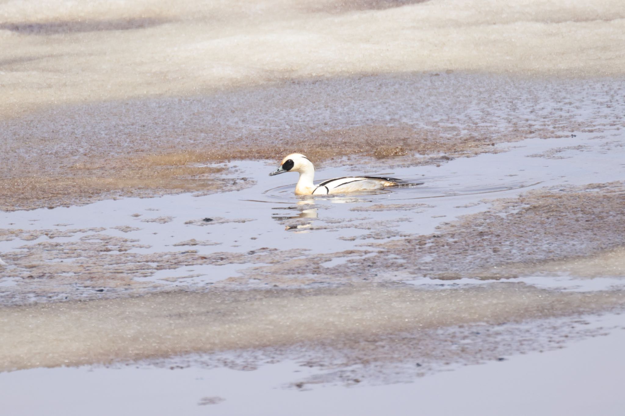 Photo of Smew at 札幌モエレ沼公園 by will 73