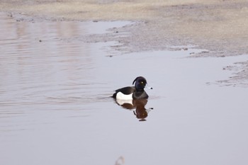 Tufted Duck 札幌モエレ沼公園 Thu, 4/4/2024