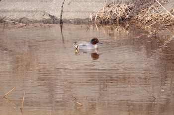 Eurasian Teal 札幌モエレ沼公園 Thu, 4/4/2024