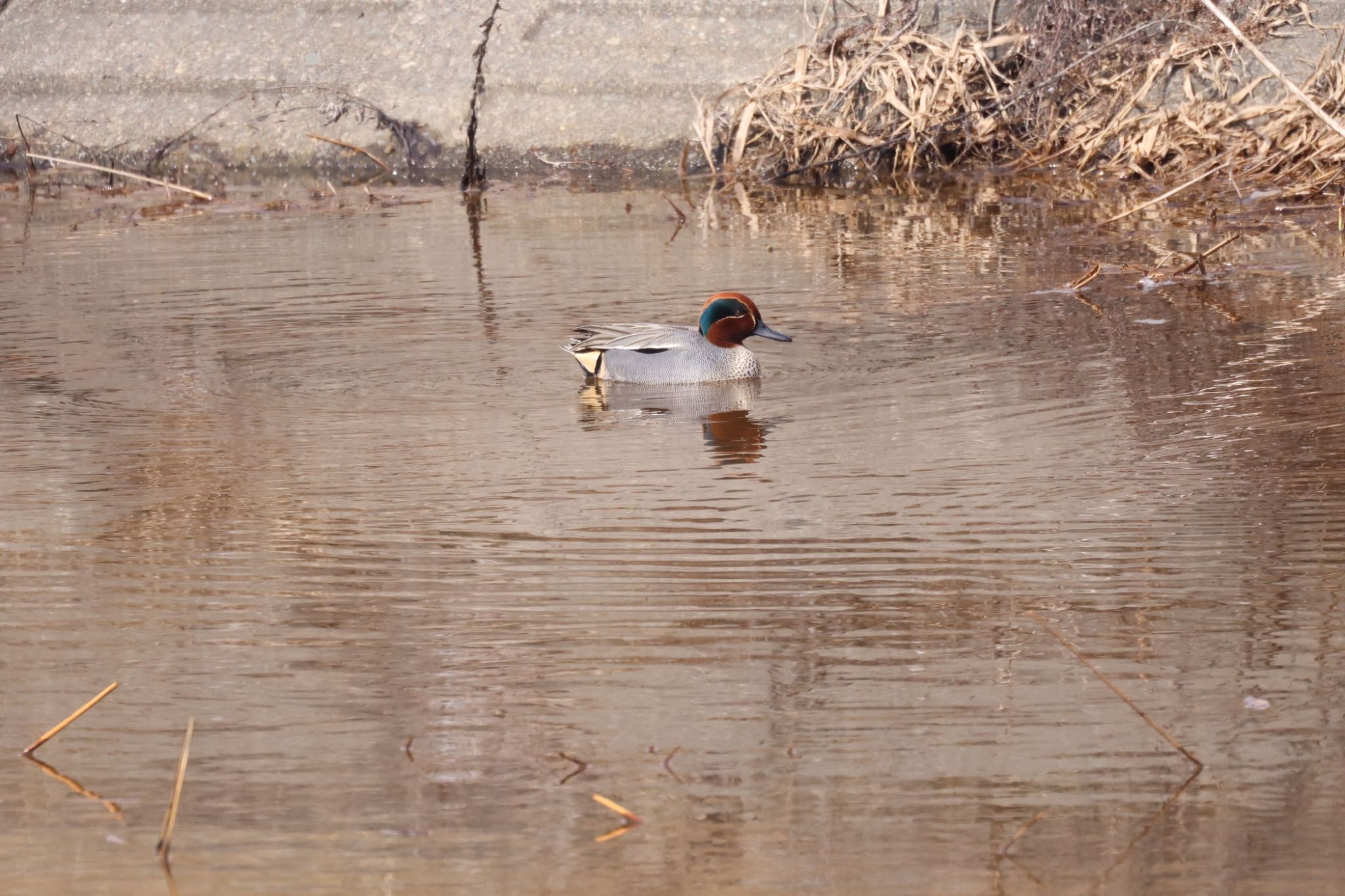 Photo of Eurasian Teal at 札幌モエレ沼公園 by will 73