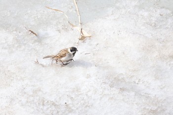 Common Reed Bunting 札幌モエレ沼公園 Thu, 4/4/2024