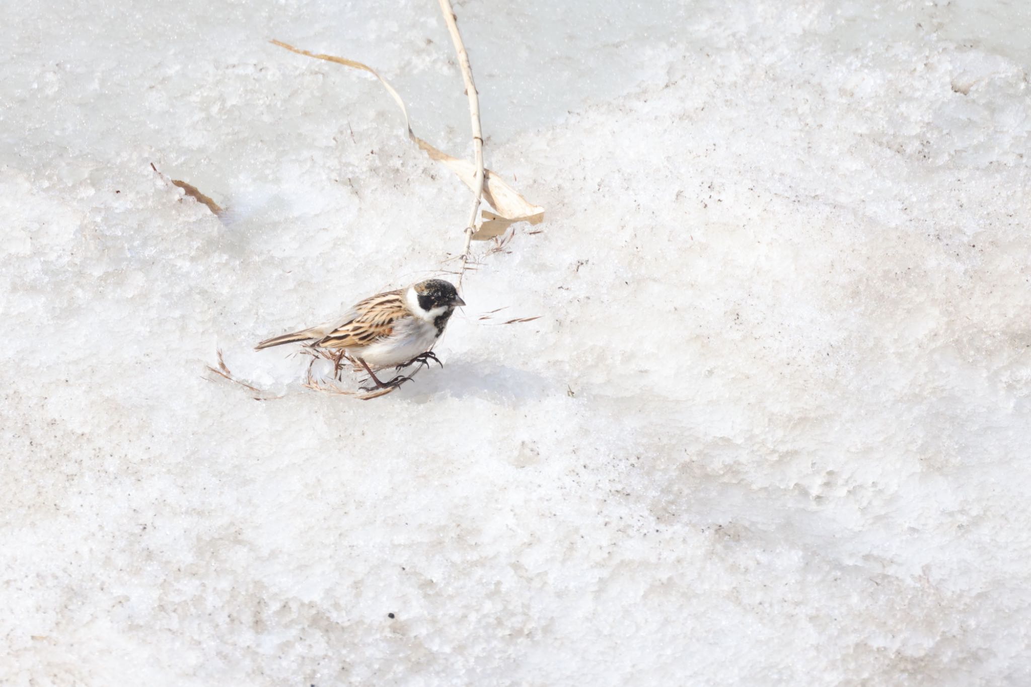 Common Reed Bunting