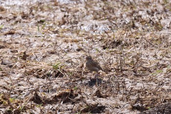 Eurasian Skylark 札幌モエレ沼公園 Thu, 4/4/2024