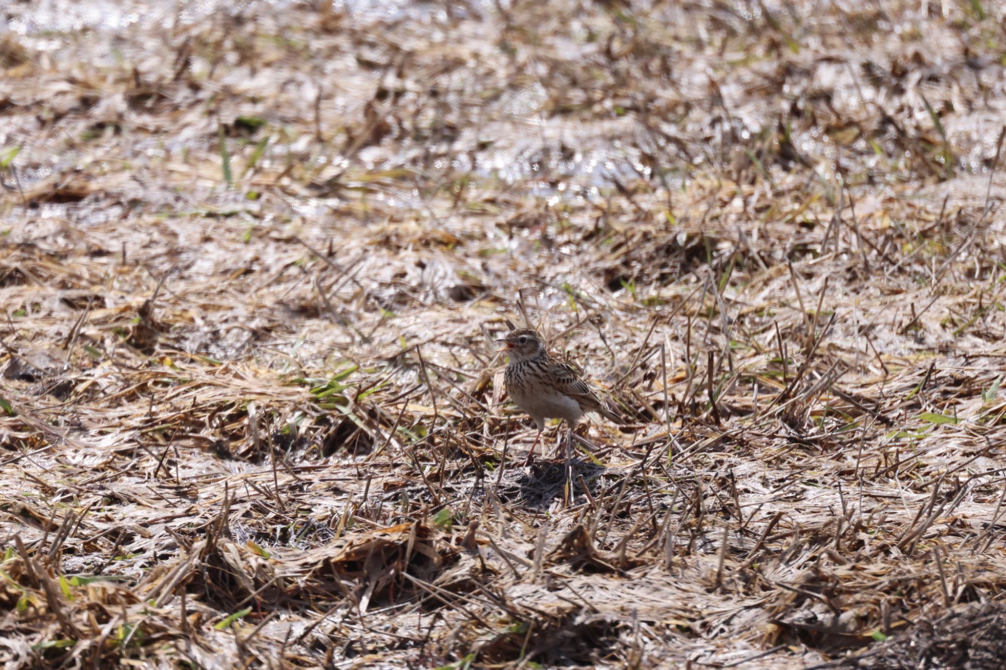 Photo of Eurasian Skylark at 札幌モエレ沼公園 by will 73