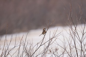 Bull-headed Shrike 札幌モエレ沼公園 Thu, 4/4/2024