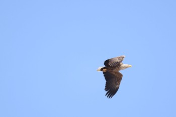 White-tailed Eagle 札幌モエレ沼公園 Thu, 4/4/2024