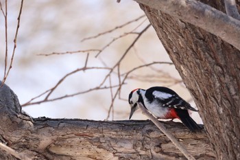 Great Spotted Woodpecker 札幌モエレ沼公園 Thu, 4/4/2024