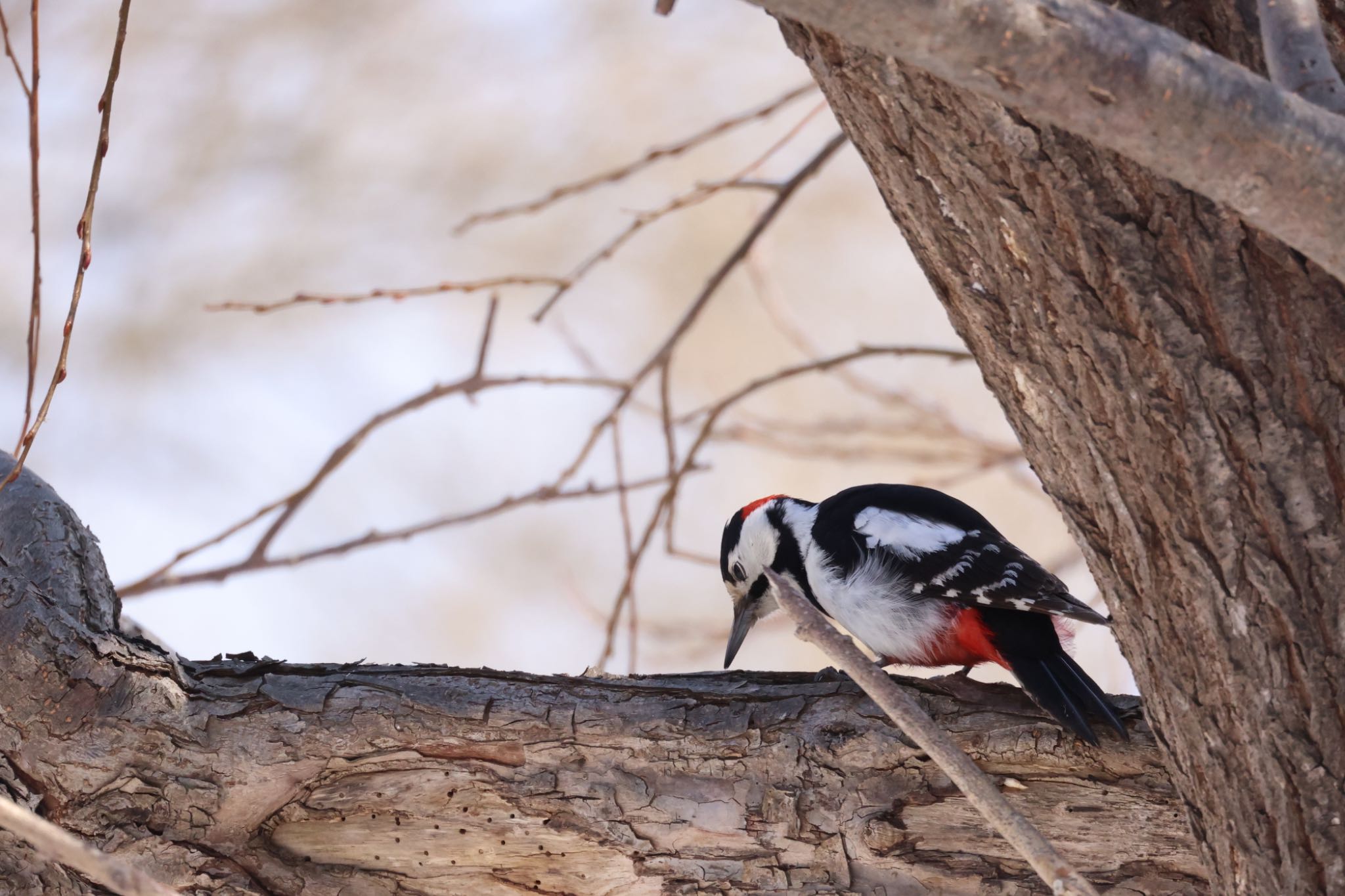 Great Spotted Woodpecker