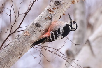 White-backed Woodpecker 札幌モエレ沼公園 Thu, 4/4/2024