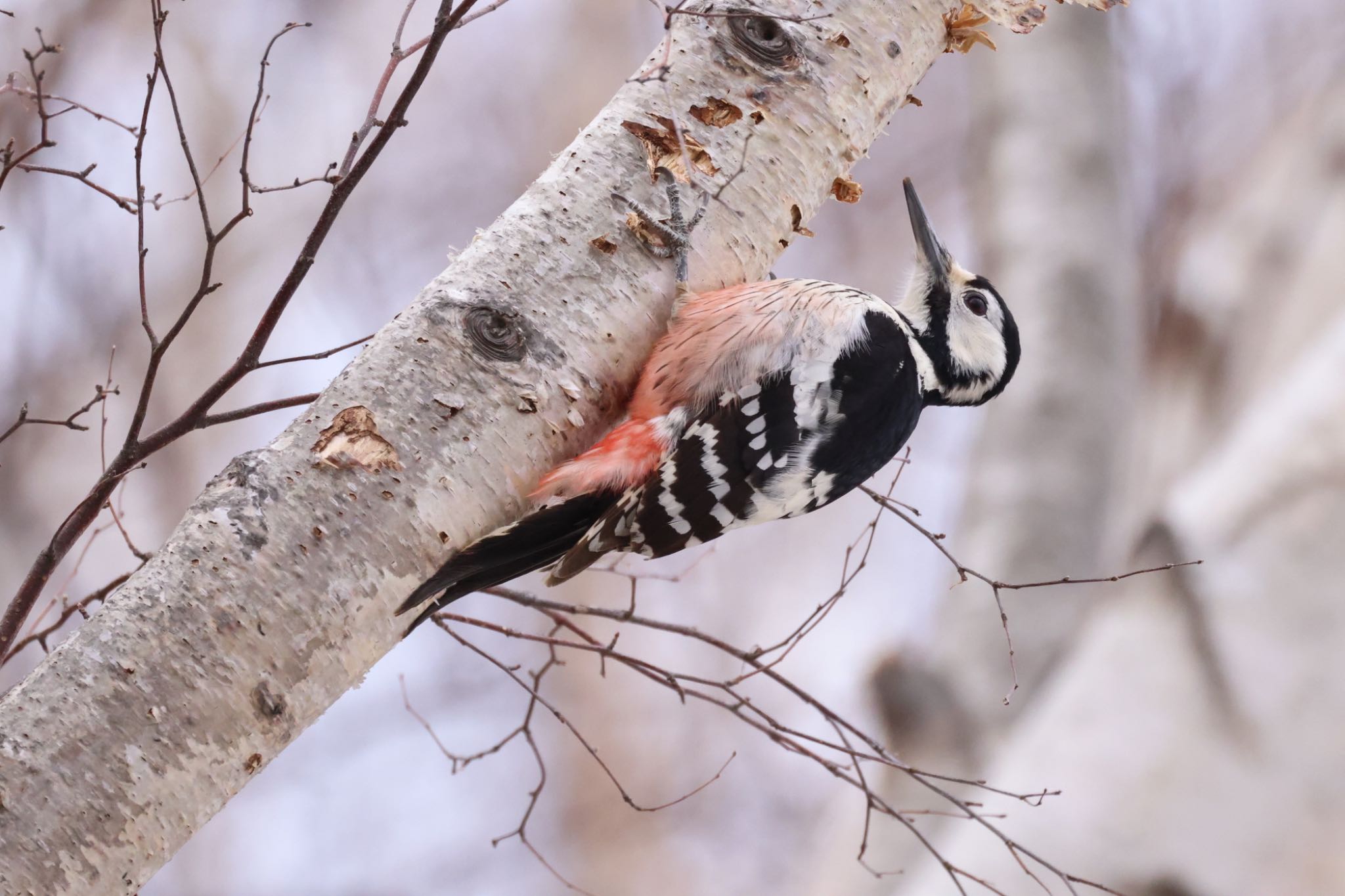 Photo of White-backed Woodpecker at 札幌モエレ沼公園 by will 73