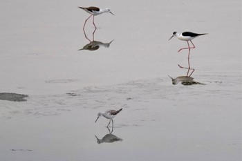 Common Greenshank 土留木川河口(東海市) Sat, 3/30/2024