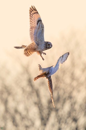 Short-eared Owl 埼玉　荒川河川敷 Sat, 3/23/2024