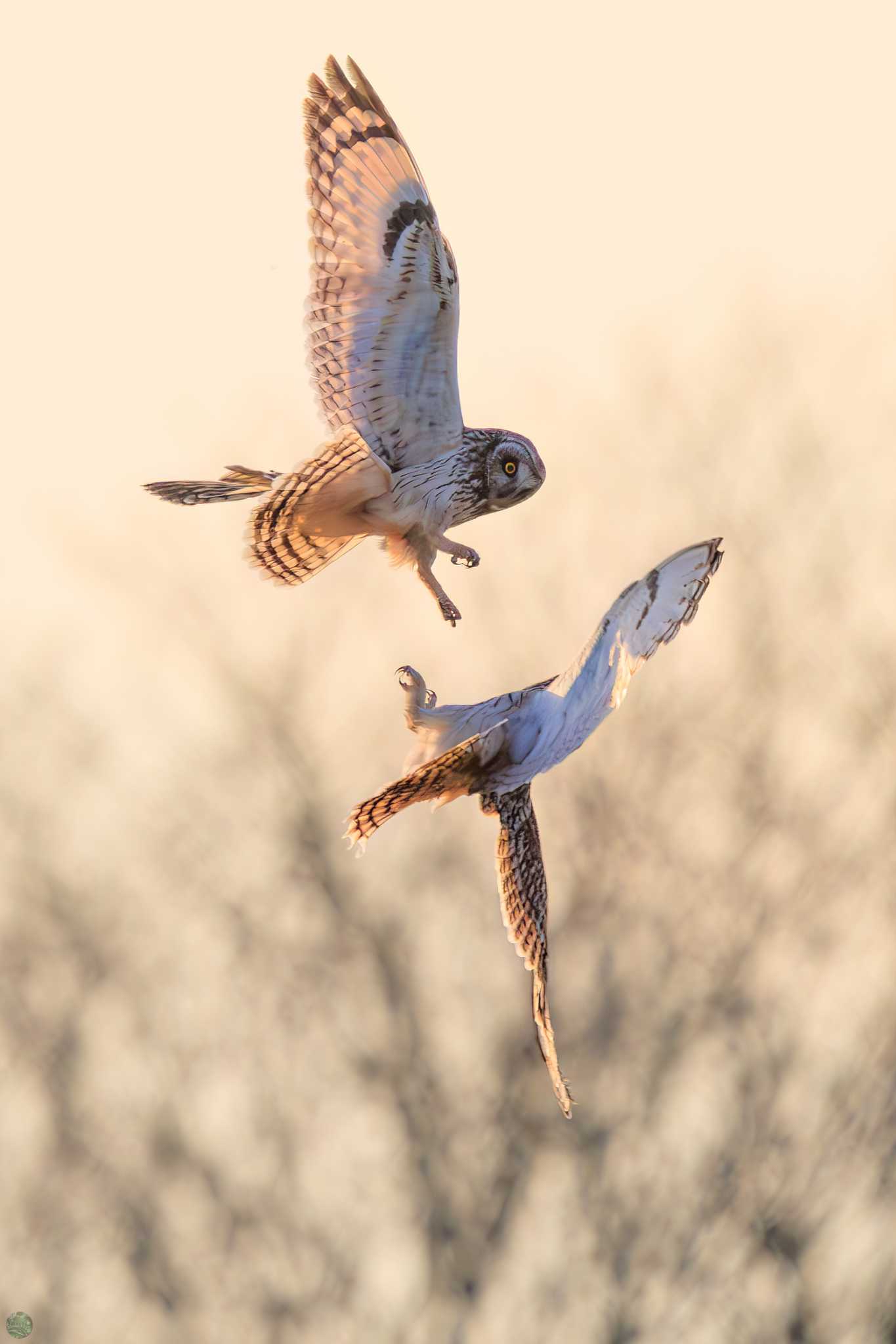 埼玉　荒川河川敷 コミミズクの写真 by d3_plus