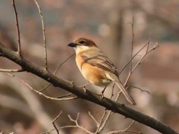 モズ 片倉城跡公園 2024年4月2日(火)