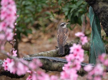 Dusky Thrush 静岡市 Thu, 4/4/2024