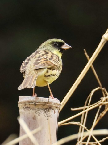 Masked Bunting Unknown Spots Thu, 4/4/2024