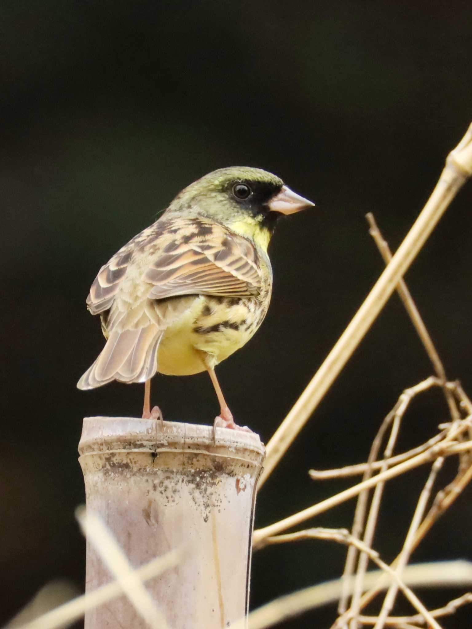 Photo of Masked Bunting at  by ruri