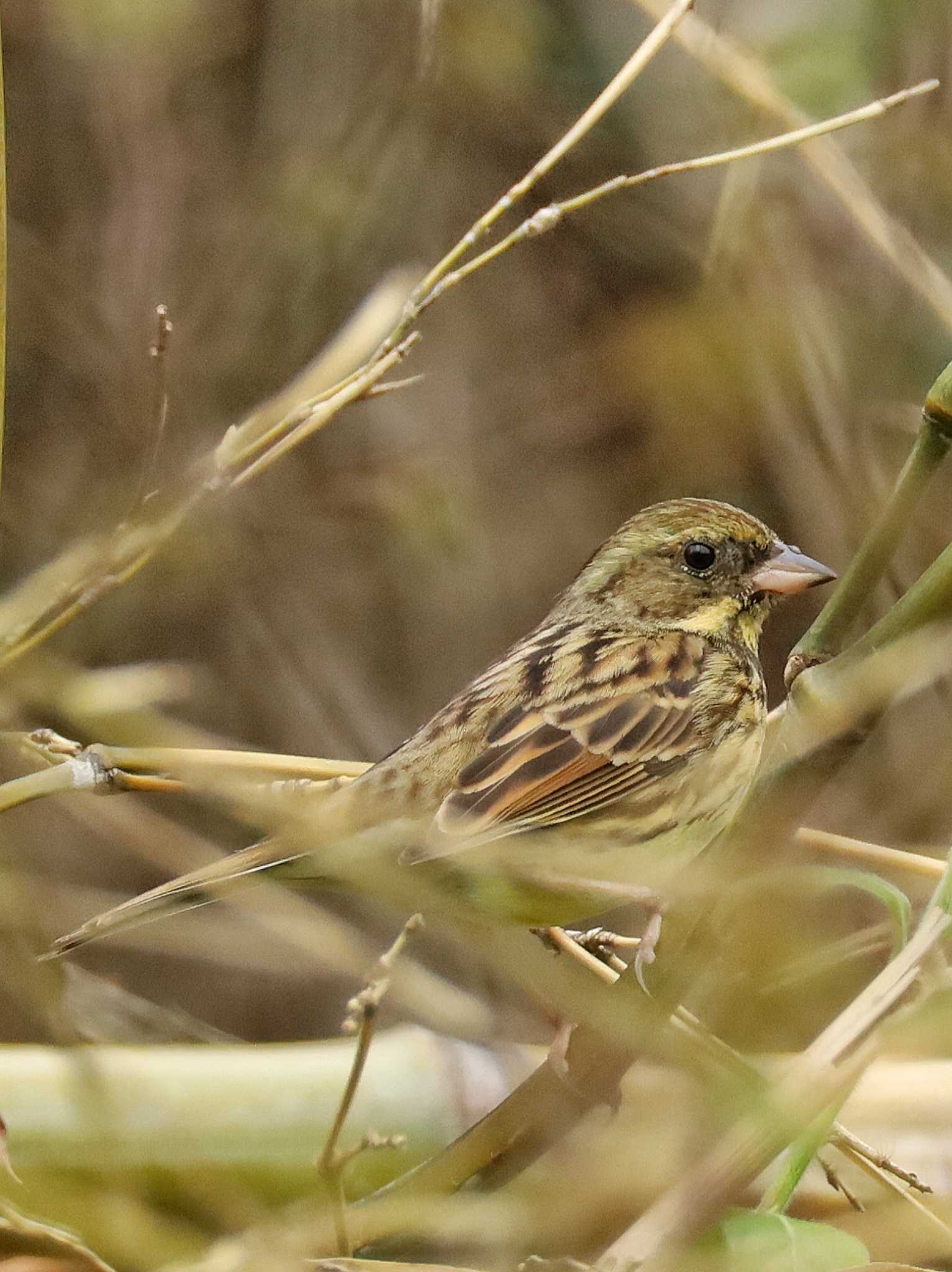 Photo of Masked Bunting at  by ruri