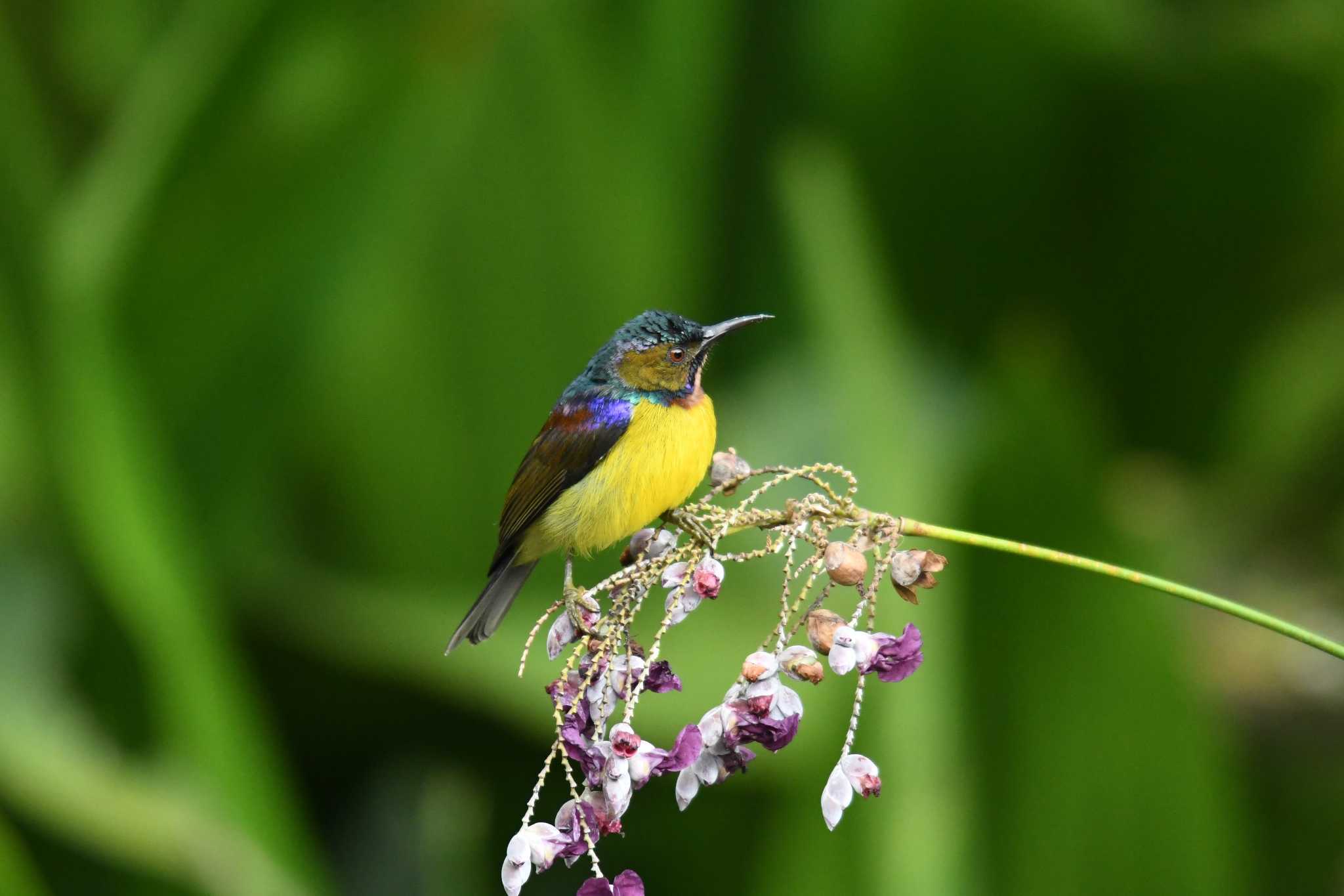 Photo of Brown-throated Sunbird at Singapore Botanic Gardens by あひる