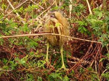 Eurasian Bittern Oizumi Ryokuchi Park Thu, 3/21/2024