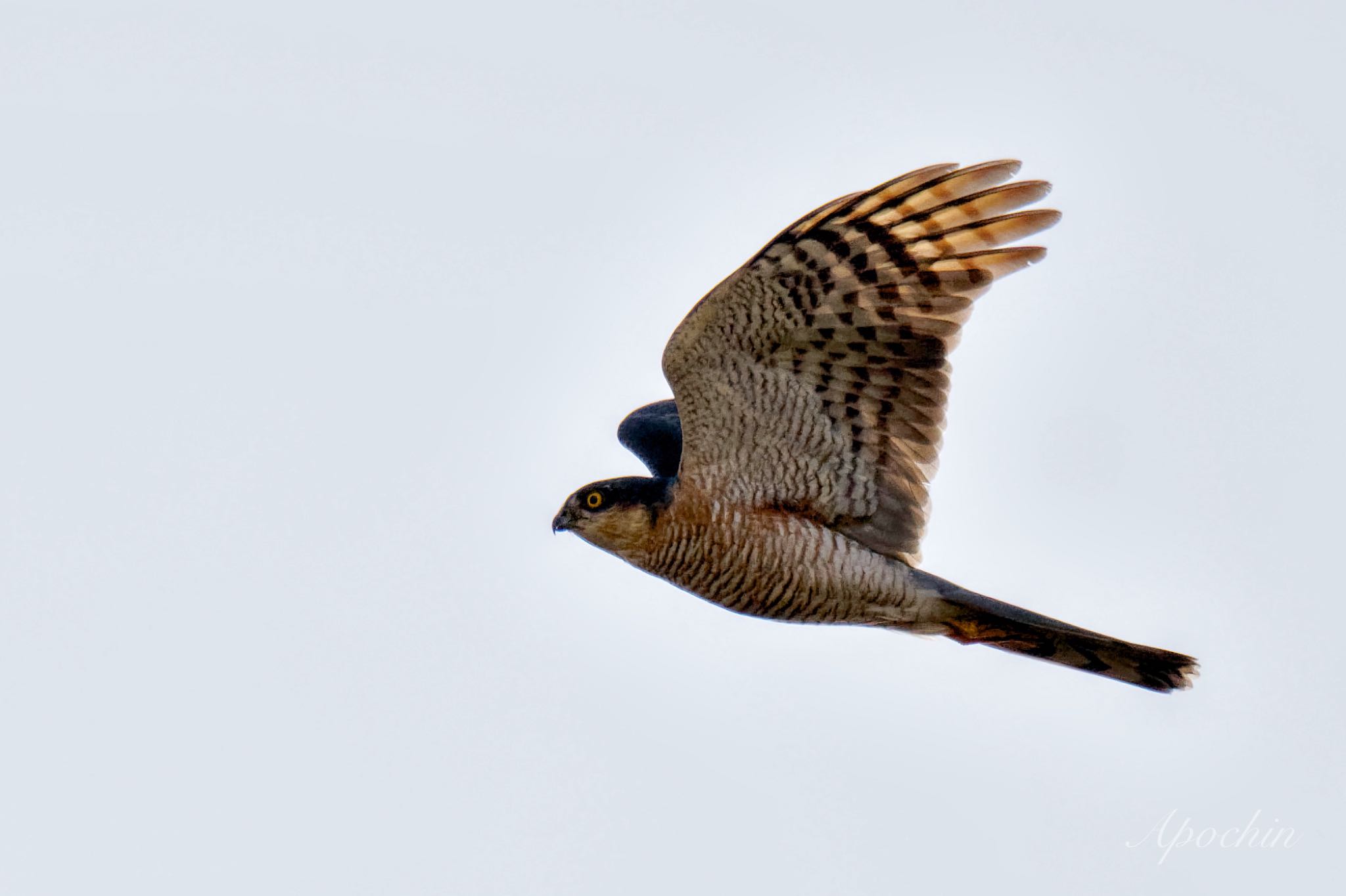 Photo of Eurasian Sparrowhawk at 日野市 by アポちん