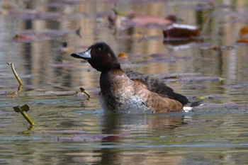 Baer's Pochard Mizumoto Park Tue, 4/2/2024