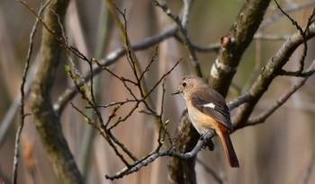 Daurian Redstart 鶴ヶ池 Sun, 3/31/2024