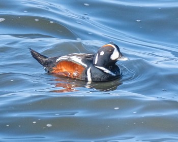 Harlequin Duck 茨城県 Sun, 3/31/2024