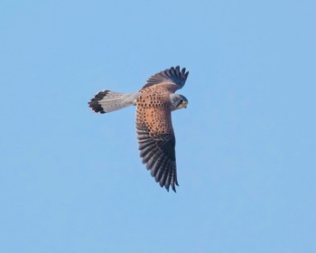 Common Kestrel 群馬県 Sat, 3/16/2024