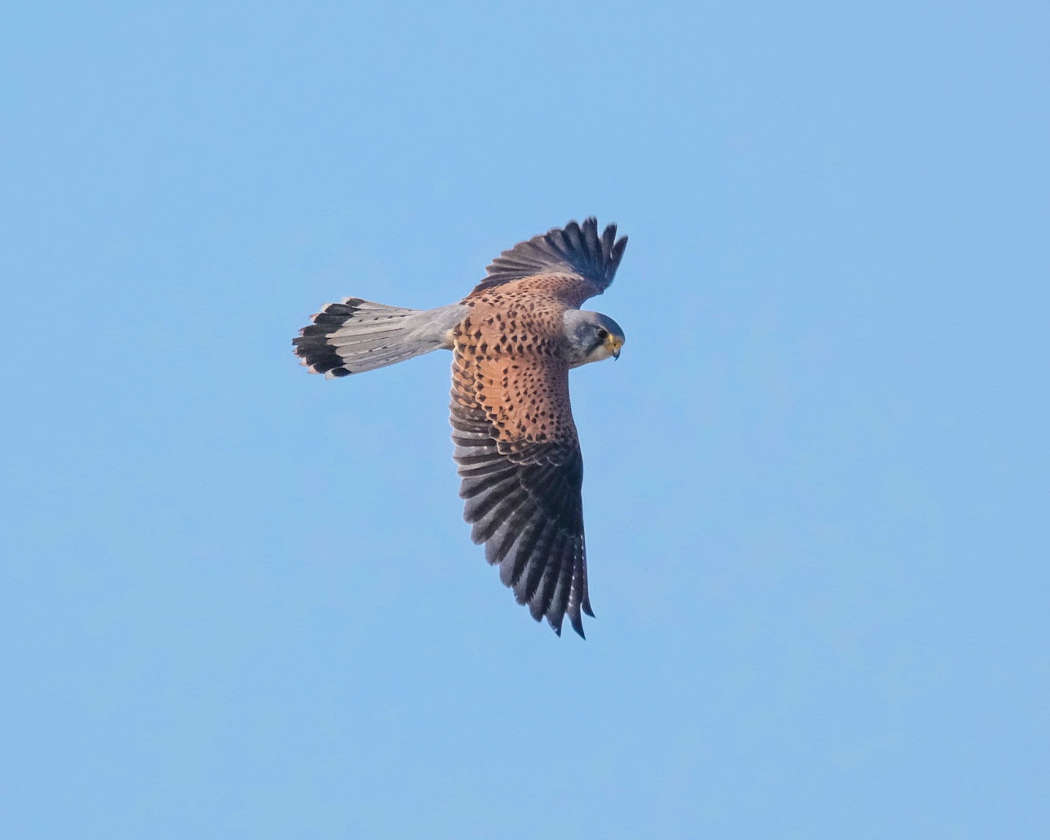 Photo of Common Kestrel at 群馬県 by 015