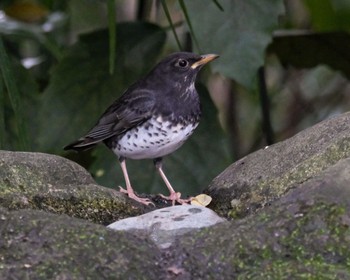 2023年10月28日(土) 都内の野鳥観察記録