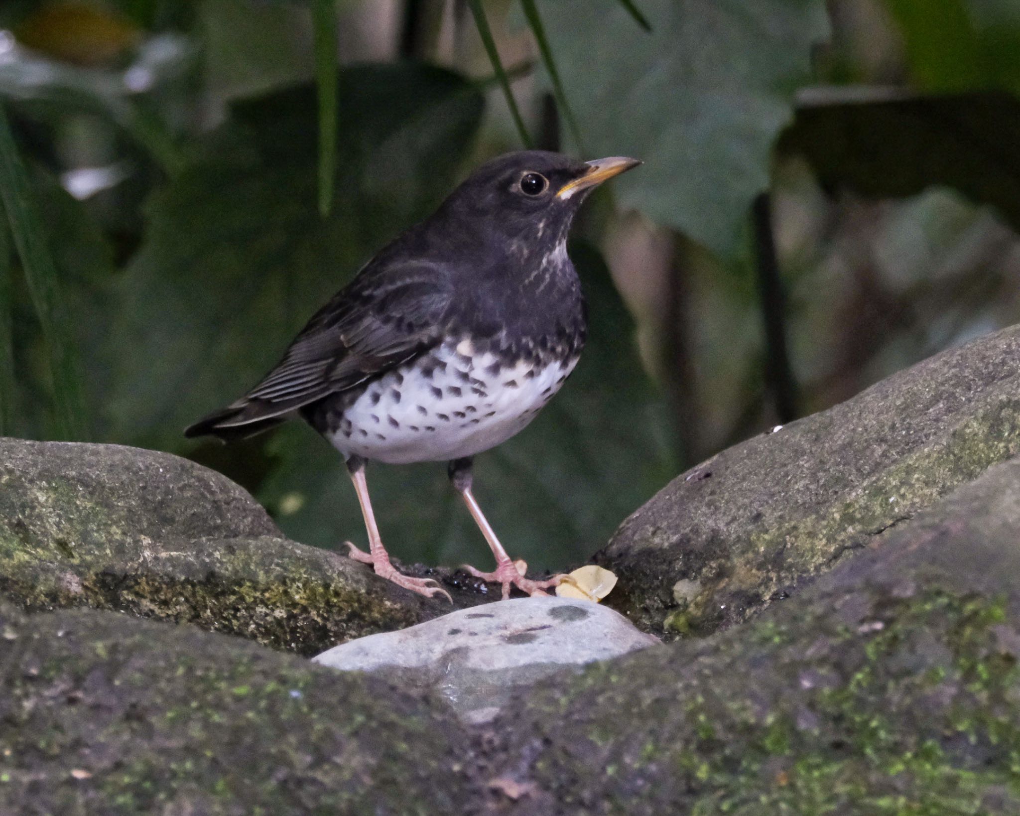 Japanese Thrush