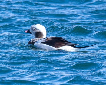 Long-tailed Duck 北海道 Mon, 3/4/2024