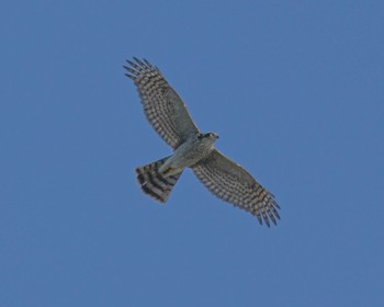 Eurasian Sparrowhawk 宮崎県 Tue, 10/17/2023