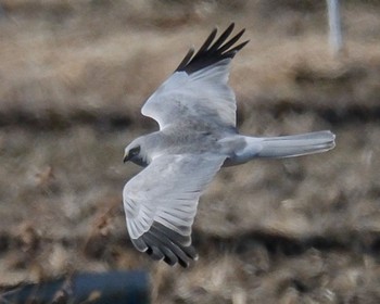 Hen Harrier 群馬県 畑 Sun, 2/11/2024