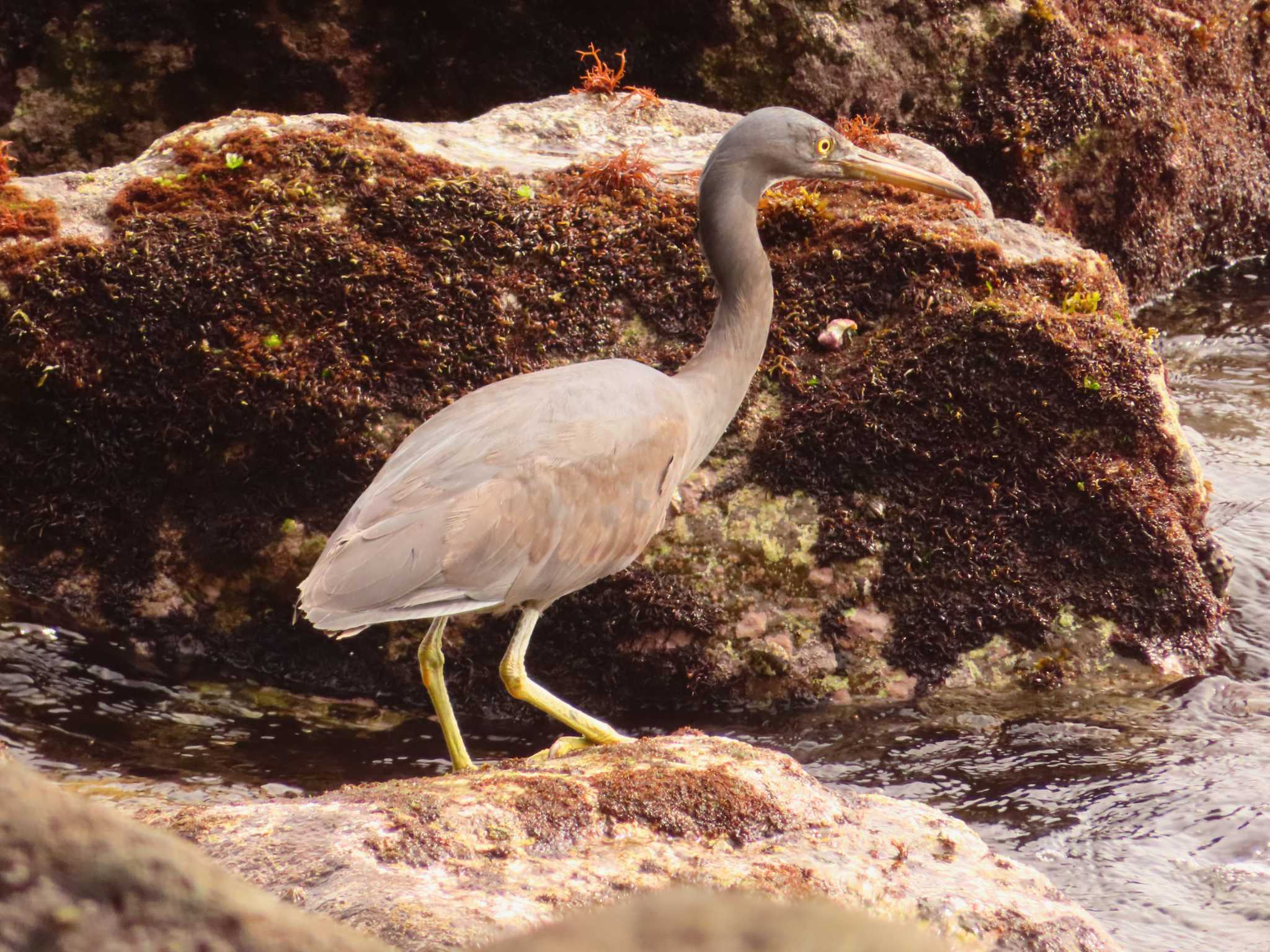 Pacific Reef Heron