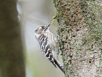 Japanese Pygmy Woodpecker 柏市水生水辺公園 Tue, 4/2/2024