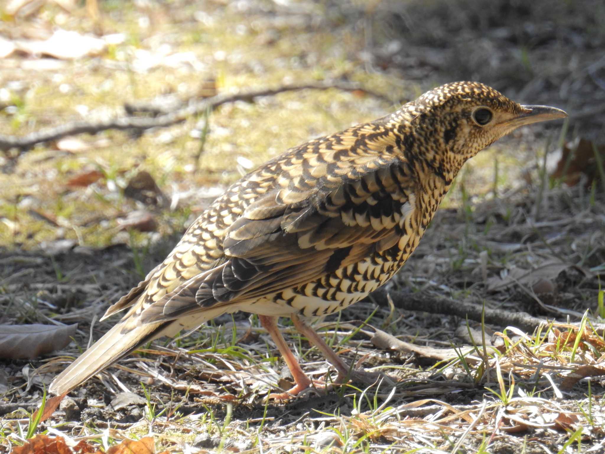 Photo of White's Thrush at 秋が瀬公園 by るりお