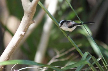 Long-tailed Tit 秋が瀬公園 Fri, 3/1/2024