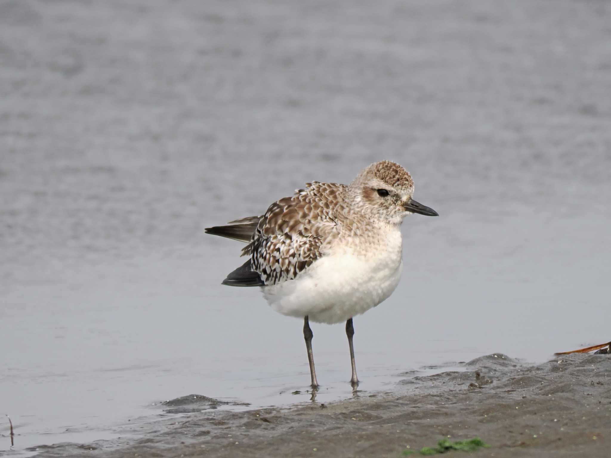 Sanderling