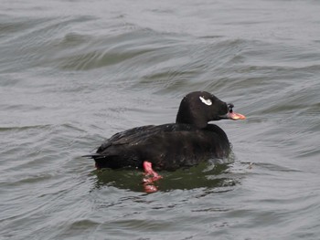 White-winged Scoter Sambanze Tideland Tue, 4/2/2024