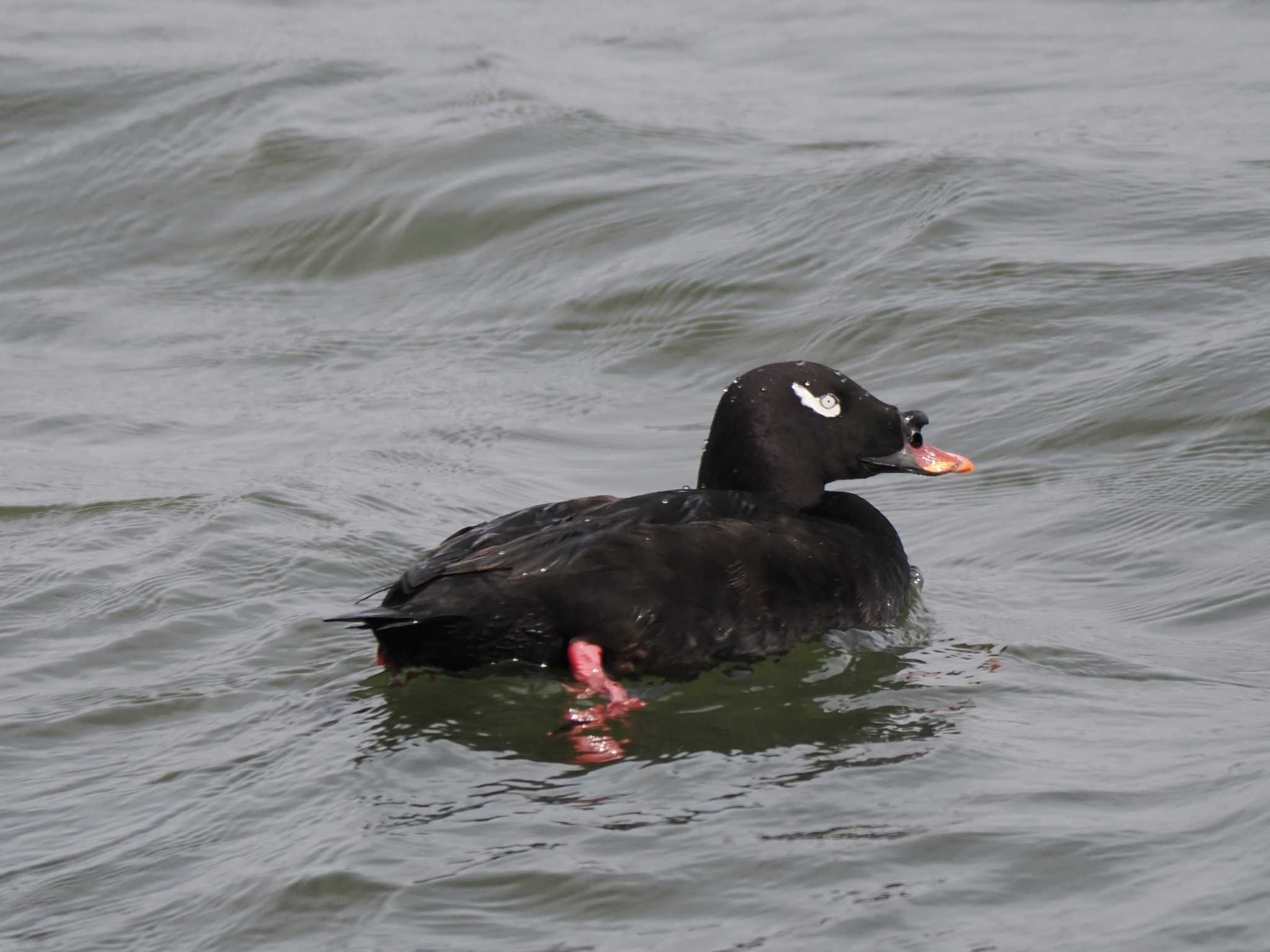 White-winged Scoter