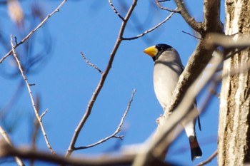 2021年12月11日(土) 福島市男沼の野鳥観察記録