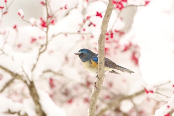 2021年12月18日(土) 福島市小鳥の森の野鳥観察記録