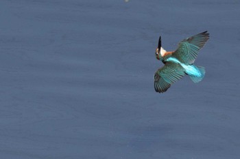 Common Kingfisher 恩智川治水緑地 Sat, 3/30/2024